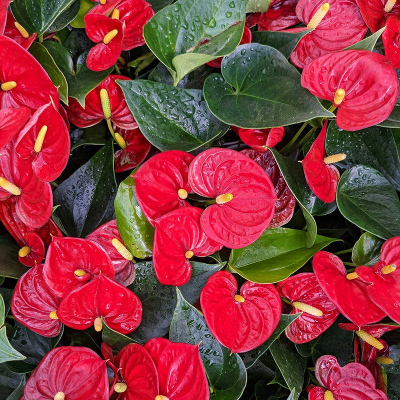 Anthurium - Red Houseplant