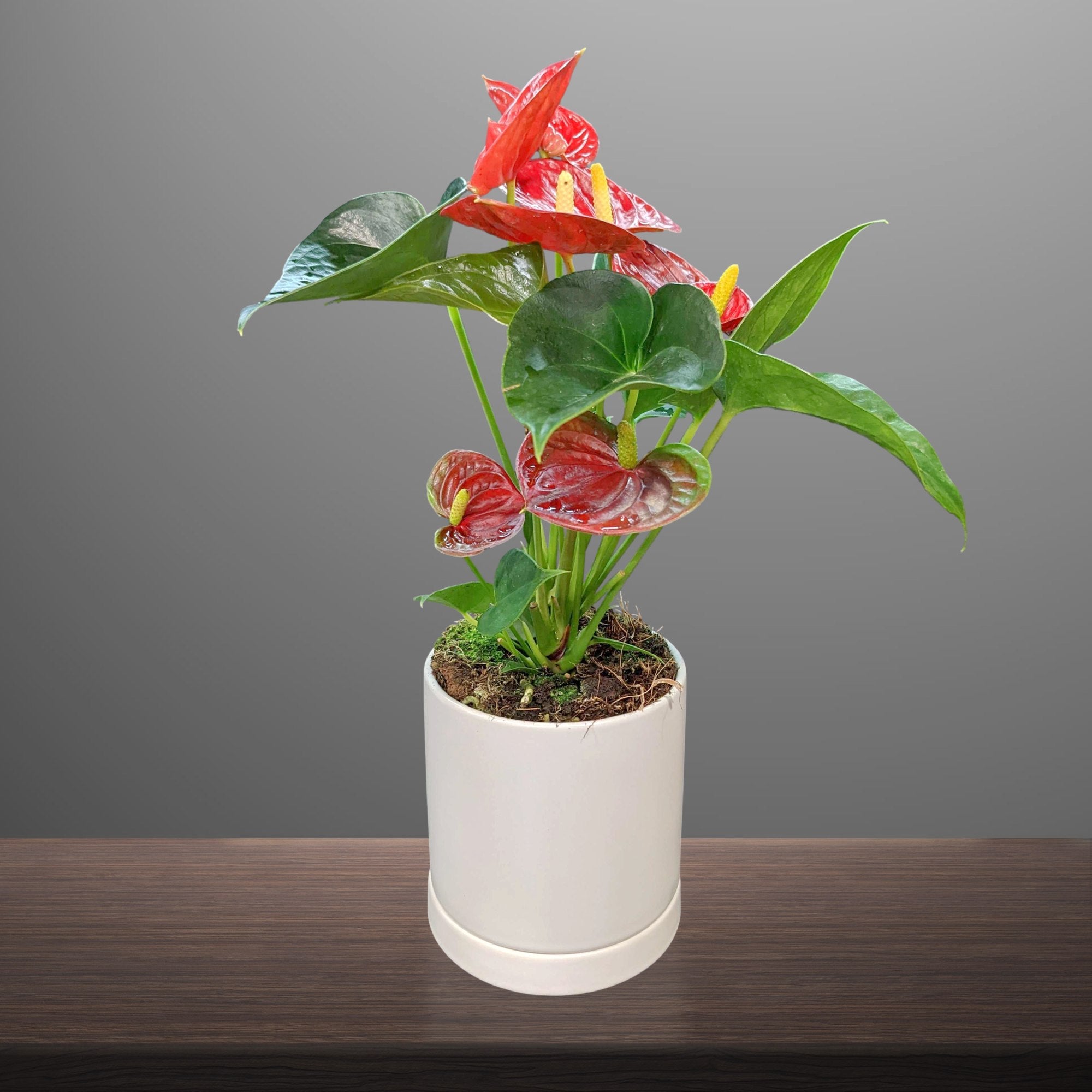 anthurium in terracotta Anthurium