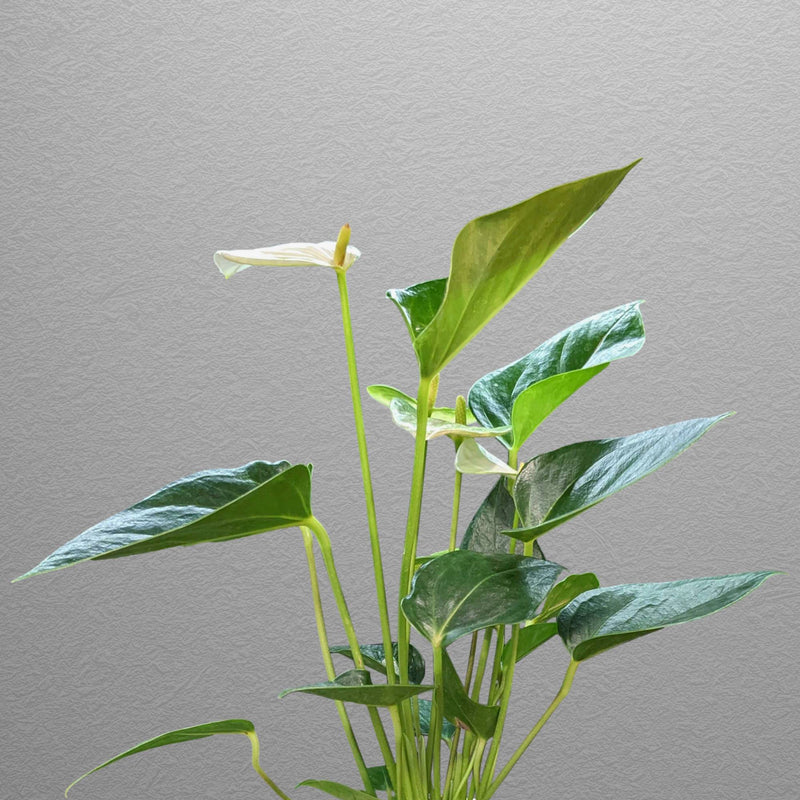 Anthurium - White Houseplant