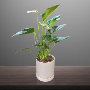 White blooms of Anthurium in a white pot