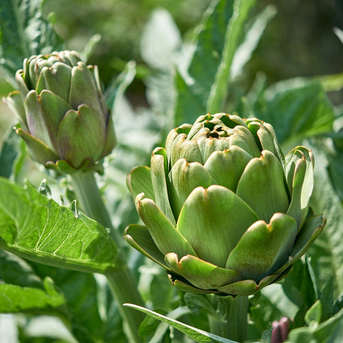 artichoke plant