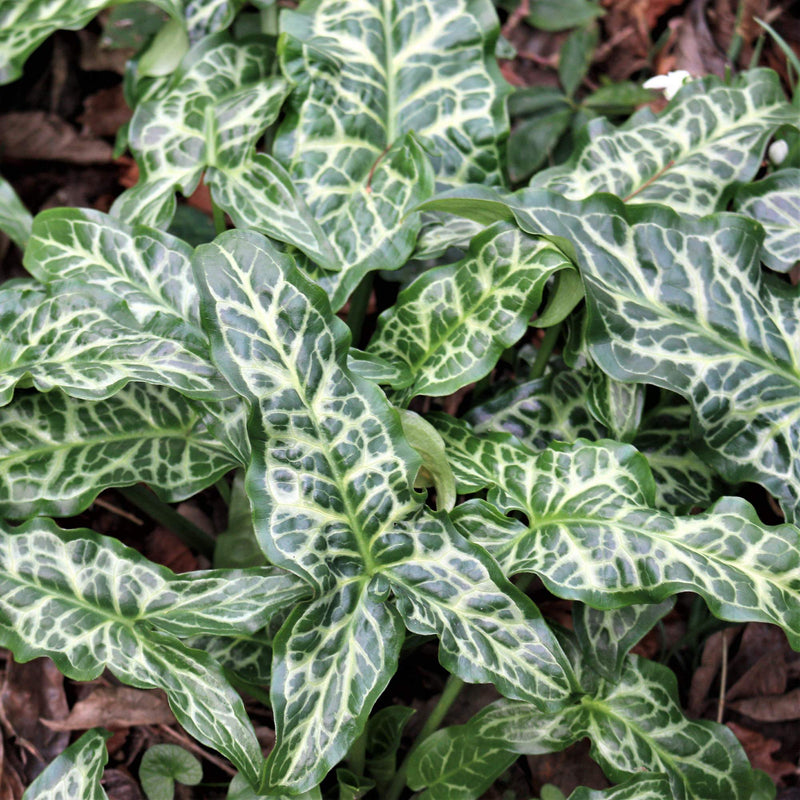 Green and White Patterned Leaves of Arum Italicum