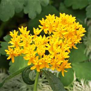 Sunny "Hello Yellow" Blooms