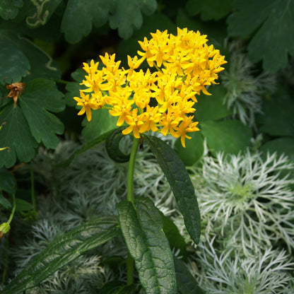 A Multitude of Sunshine Hued "Hello Yellow" Flowers