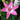 Arbatax Lily - A Neon Pink Powerhouse