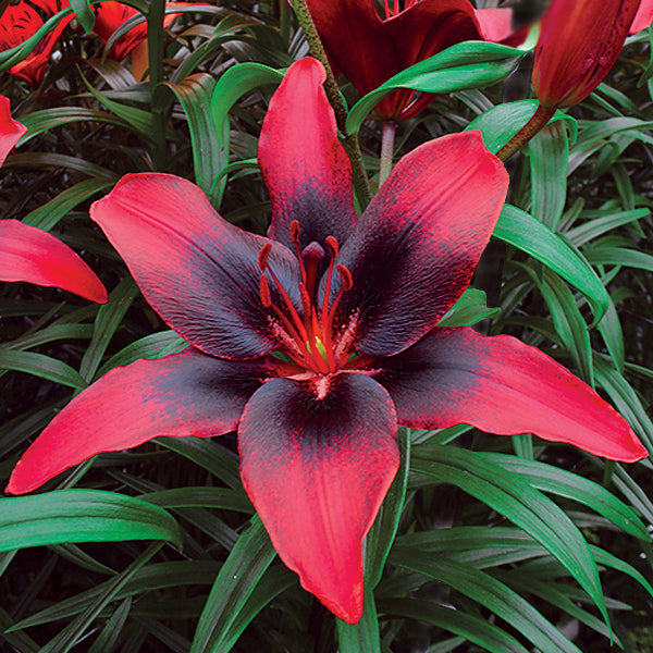 lily black flower Easy to Grow Bulbs Lilium