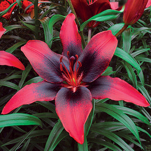 London Heart Red and Black Asiatic Lily