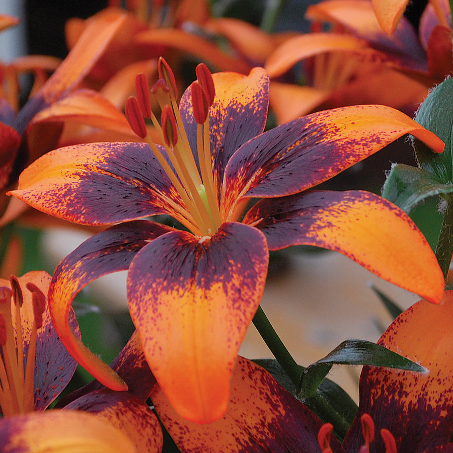 burnt orange asiatic lily Lilium