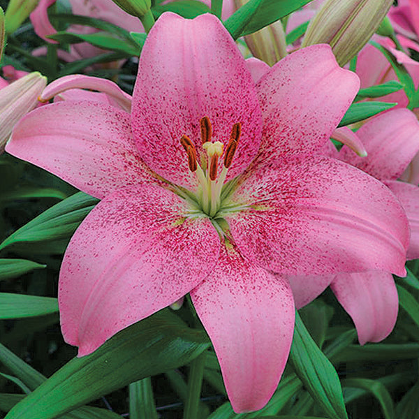 pink asiatic lily Easy to Grow Bulbs Lilium