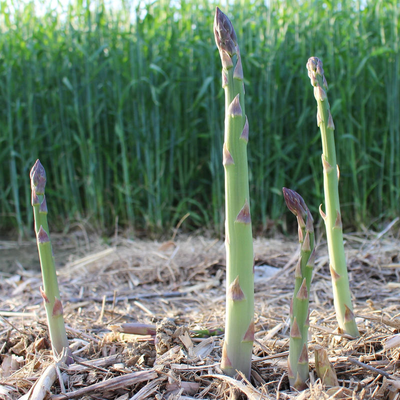asparagus jersey supreme stalks growing