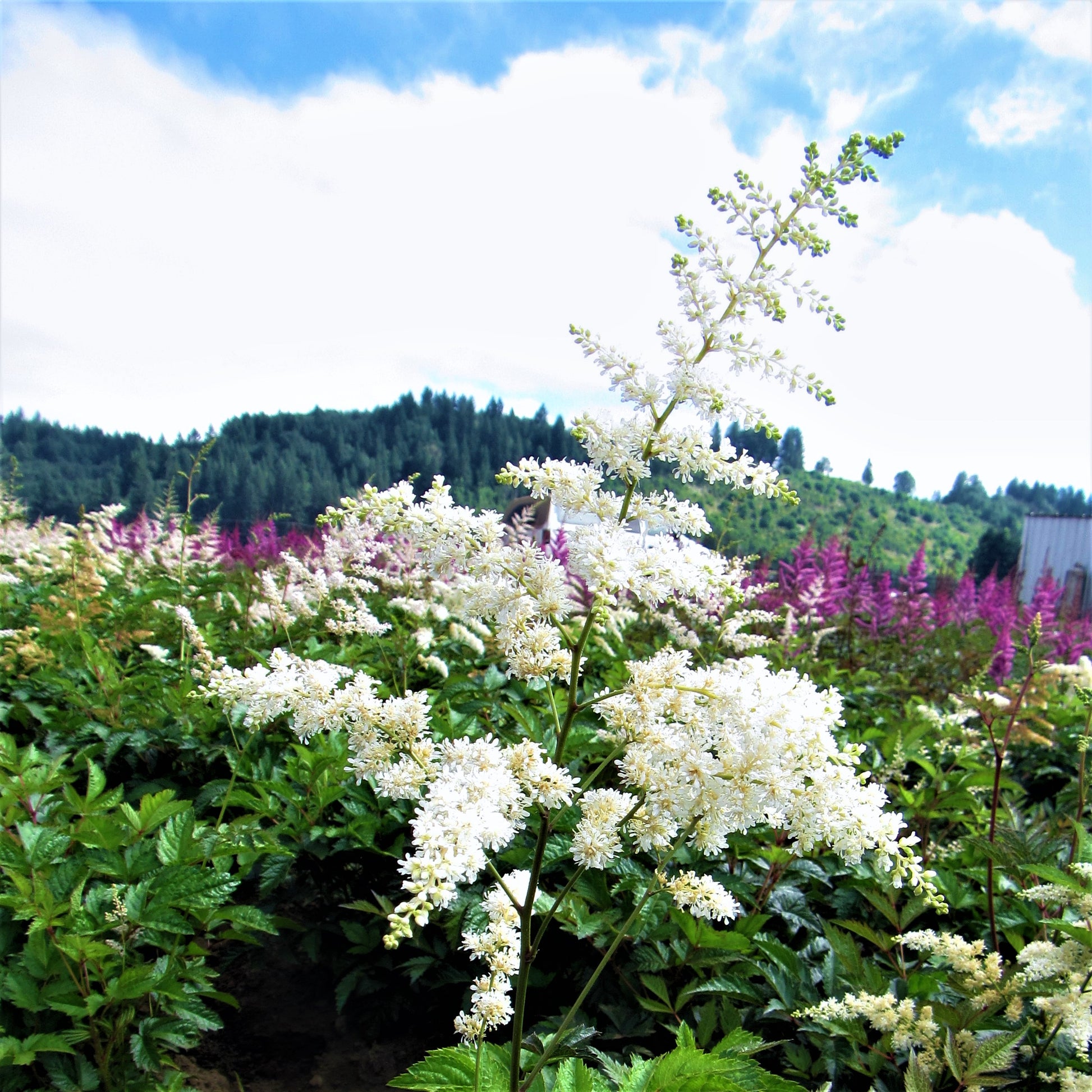Cloud-like White Blooms of the "Bridal Veil" Astilbe
