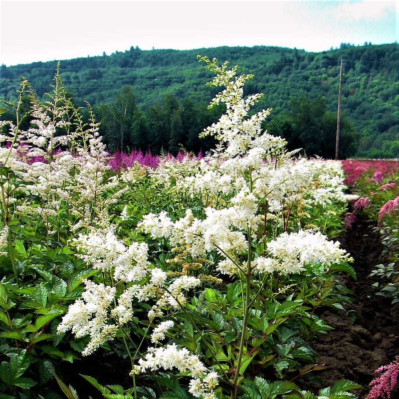 A Field Full of Astilbe Blooms