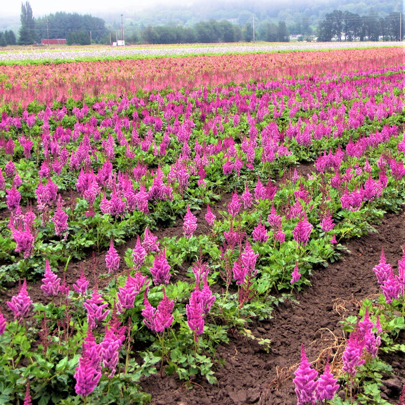 Rows Upon Rows of Astilbe Vision