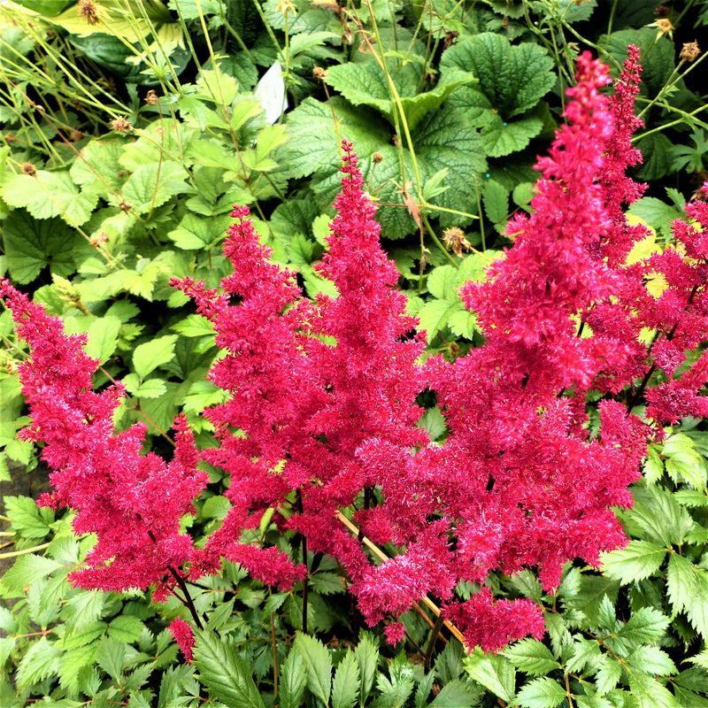 Pinkish-Red Astilbe Plumes