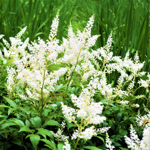 Feathery White Branches of "Younique White" Astilbe