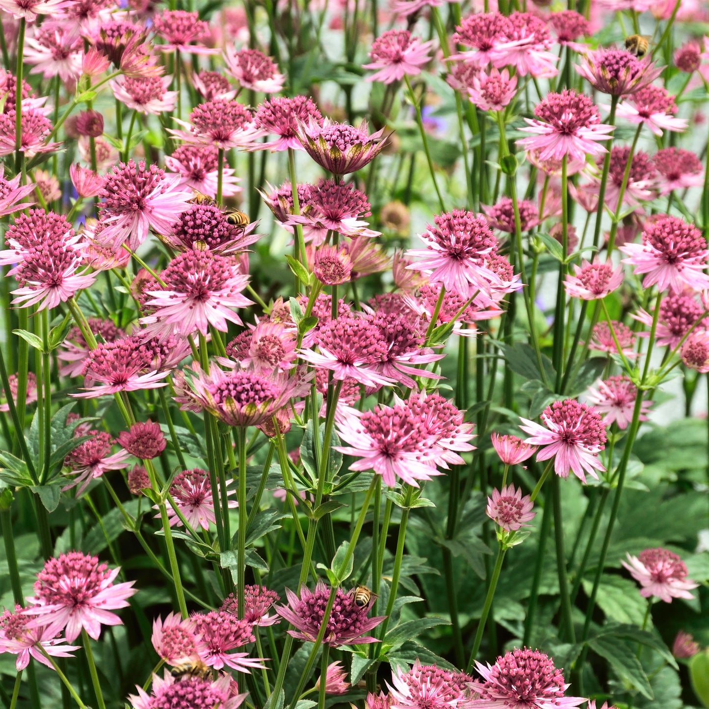 Full field of astrantia roma
