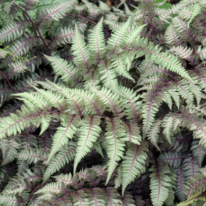 Japanese Painted Fern Burgundy Lace