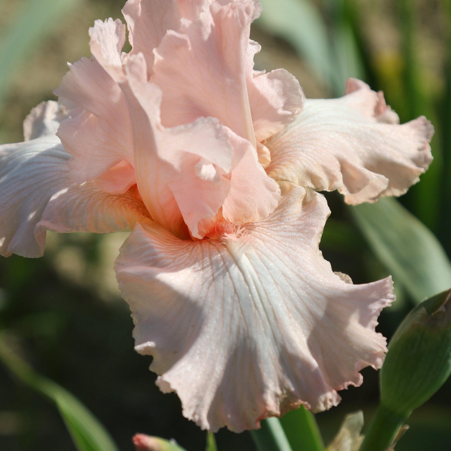 Bearded Iris Beverly Sills pink bloom with inner orange beard