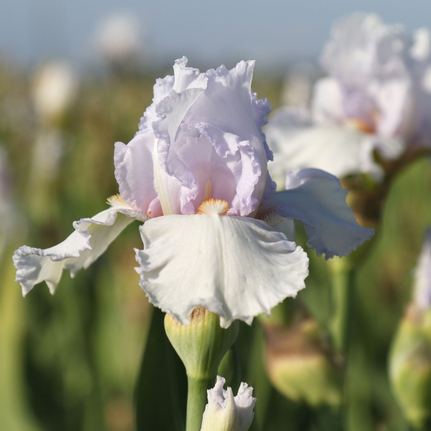 Field of Bearded Iris Lupita's Pride