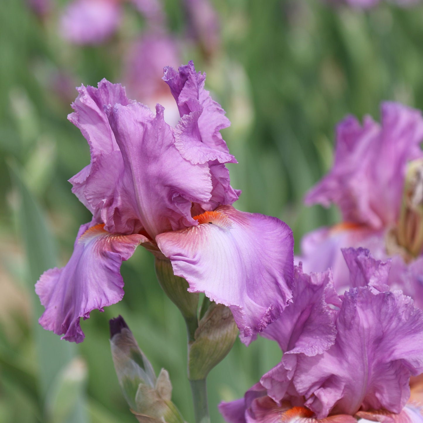 Close Up Purple Bearded Iris Persian Berry