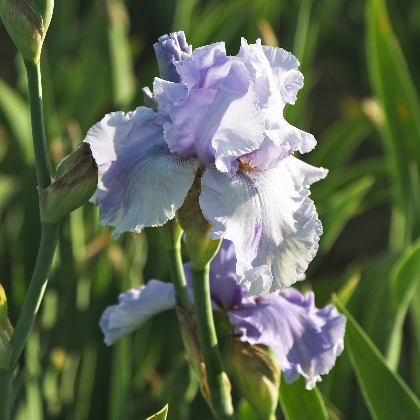 bearded iris rio vista blooming in afternoon sun