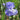 Bearded Iris - Califlora Victoria Falls (Reblooming)