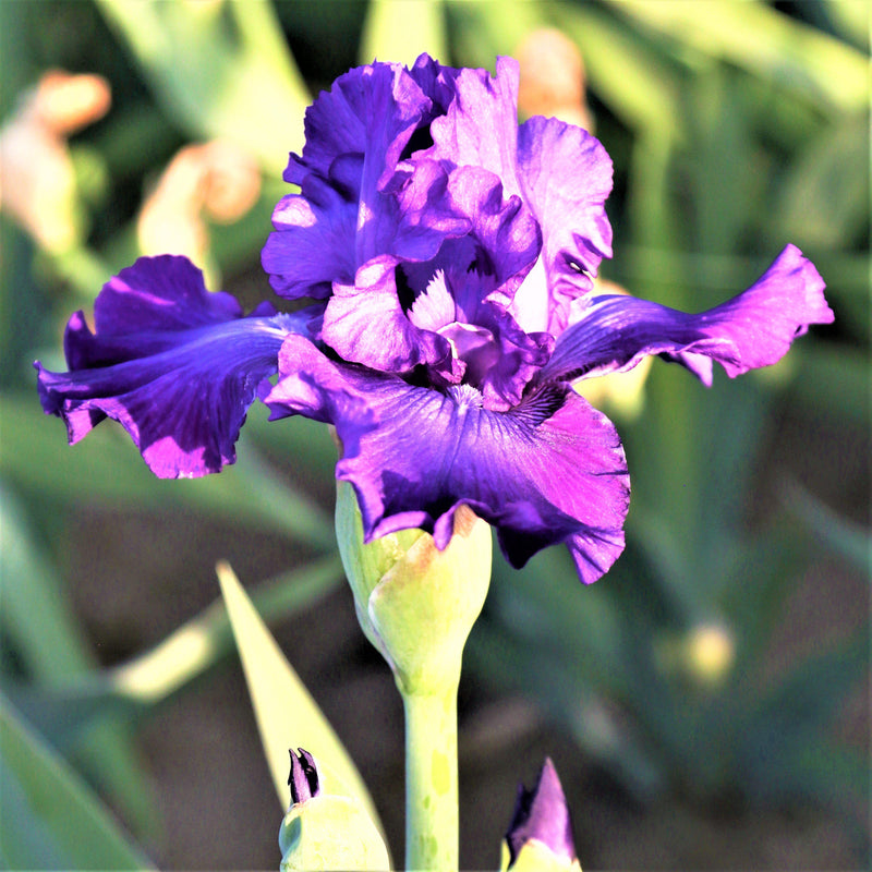 Purple Reblooming Bearded Iris Dashing