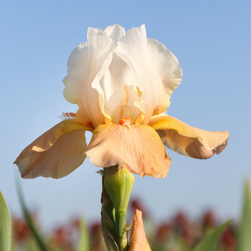 Side View Apricot and White Reblooming Bearded Iris Invitation