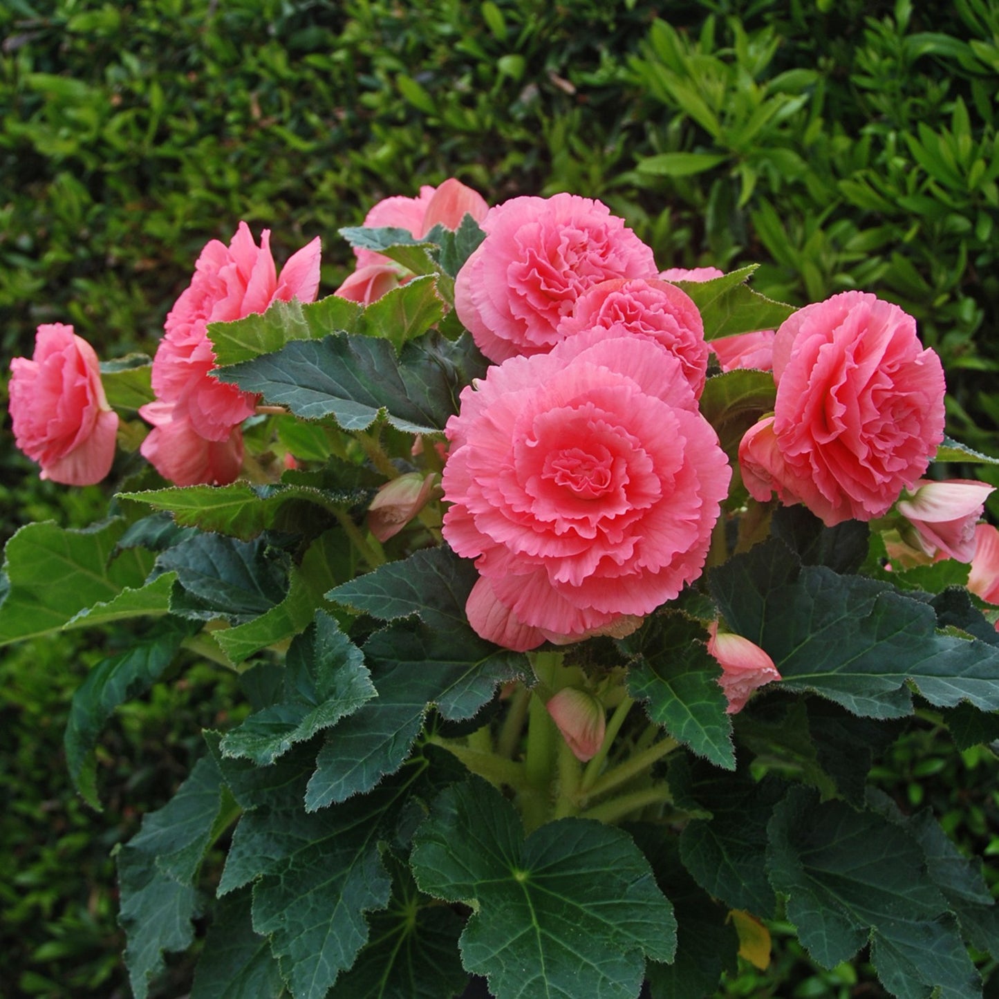 giant pink ruffled begonia blooms