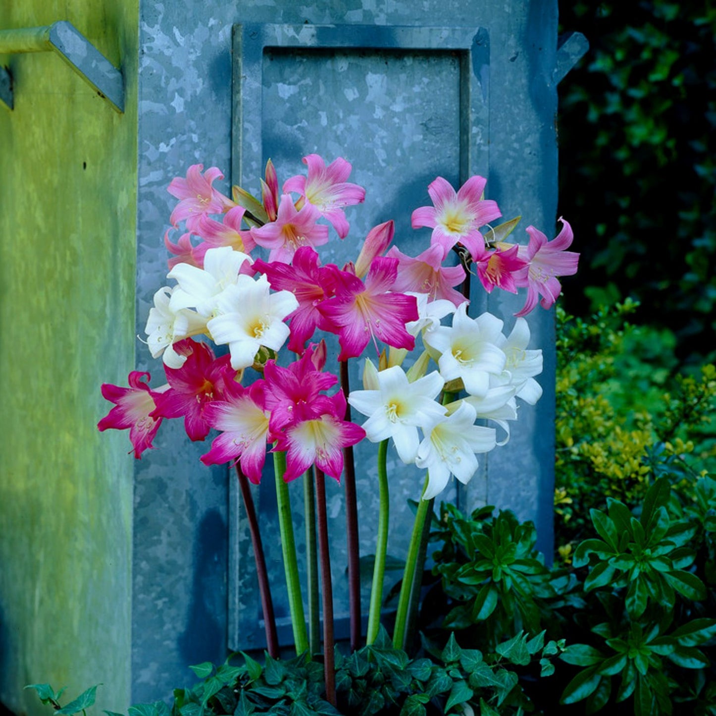 white, pink and bright pink belladonna mix