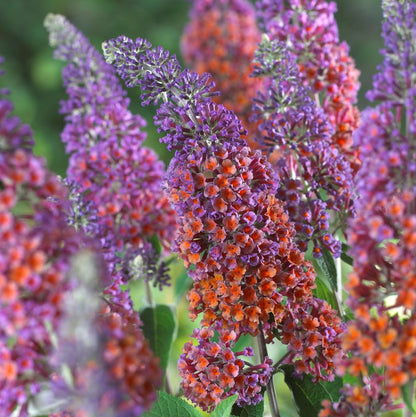 The multicolored flowers of butterscotch gold and tangerine glow like amber in contrast to the vivid lavender/pink flowers of the "Bicolor" Butterfly Bush
