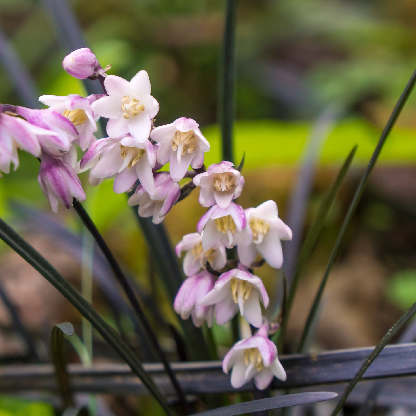 pale pink flowers on black mondo grass