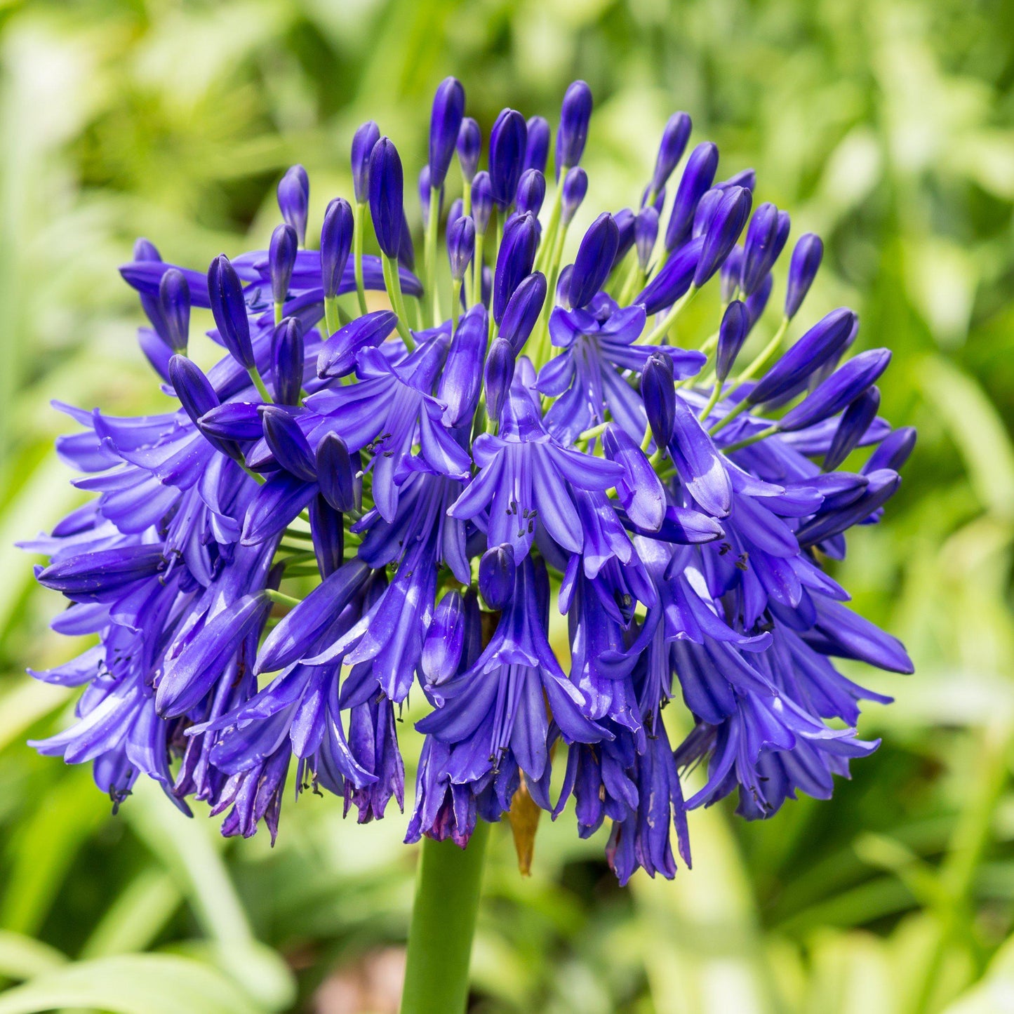 Agapanthus Black Buddhist Flower