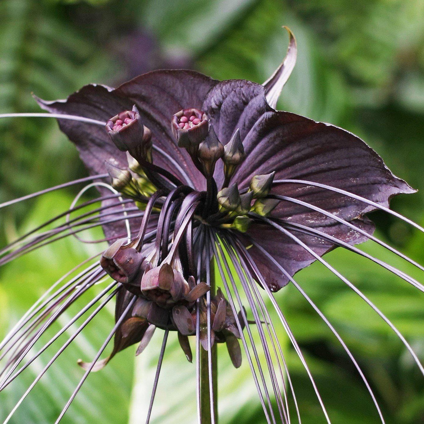 Black Bat Flower