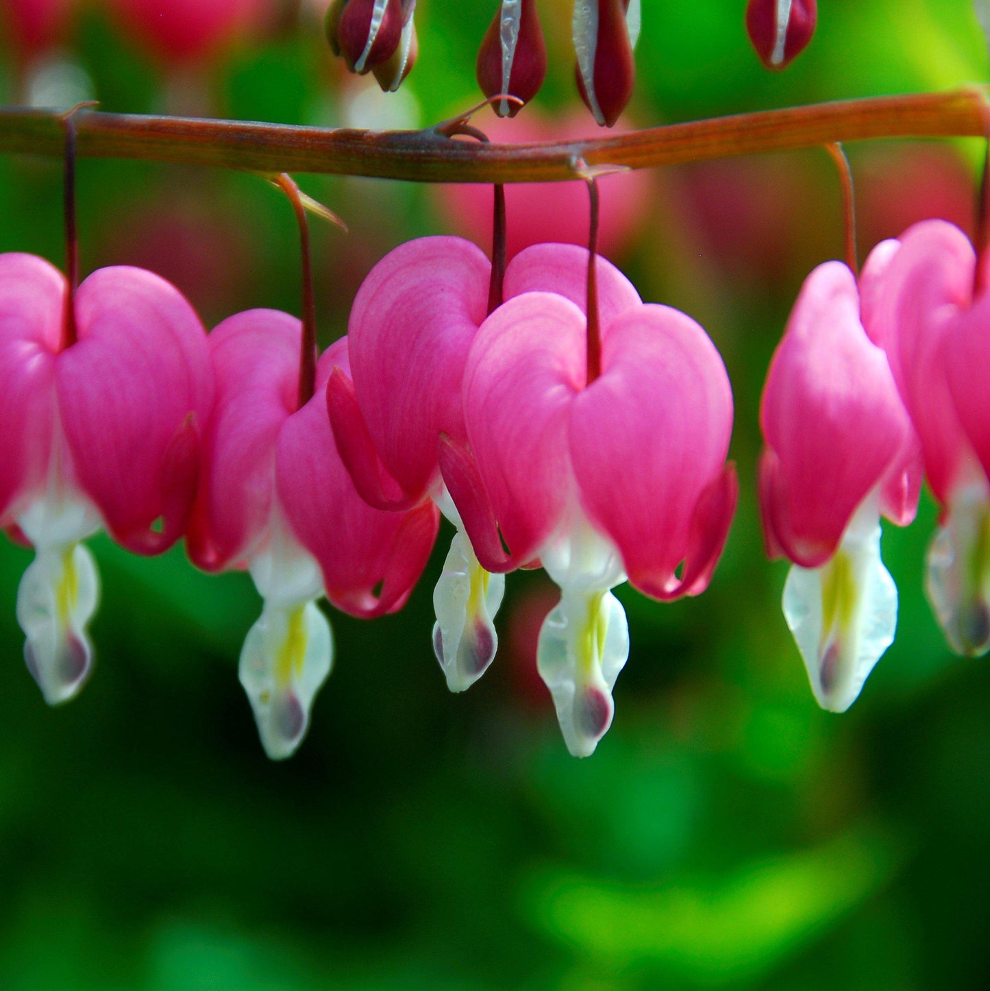Closeup of pink bleeding heart flowers