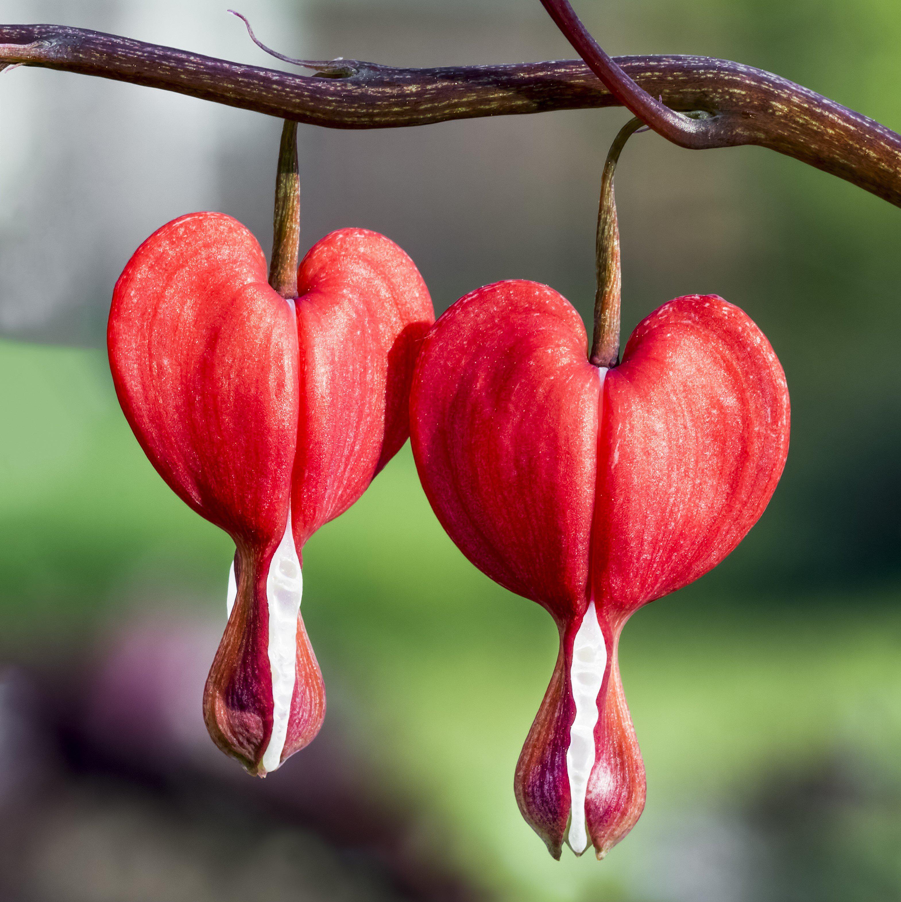 bleeding hearts valentine (dicentra)