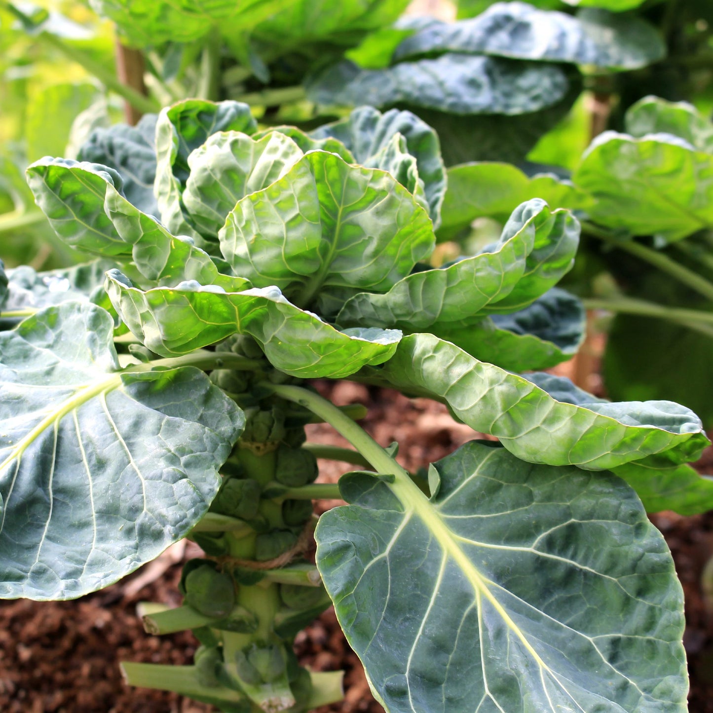 brussel sprouts plant