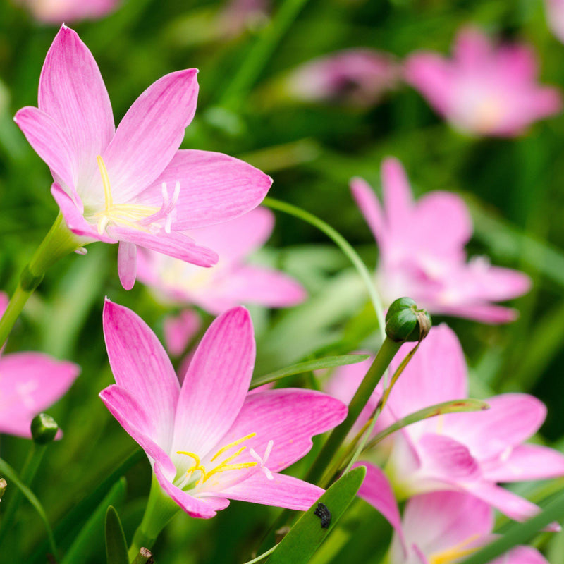 Sprightly Pink Rain Lily Blooms