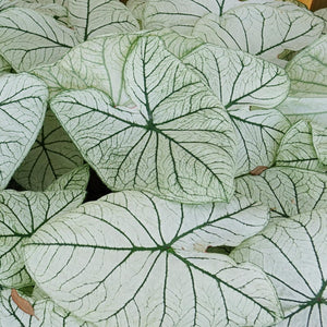 Caladium Allure - Beautiful white leaves with striking deep green veins