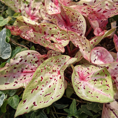 Caladium Miss Muffet - Chartreuse leaves speckled with scarlet red. More light brings out pink shades