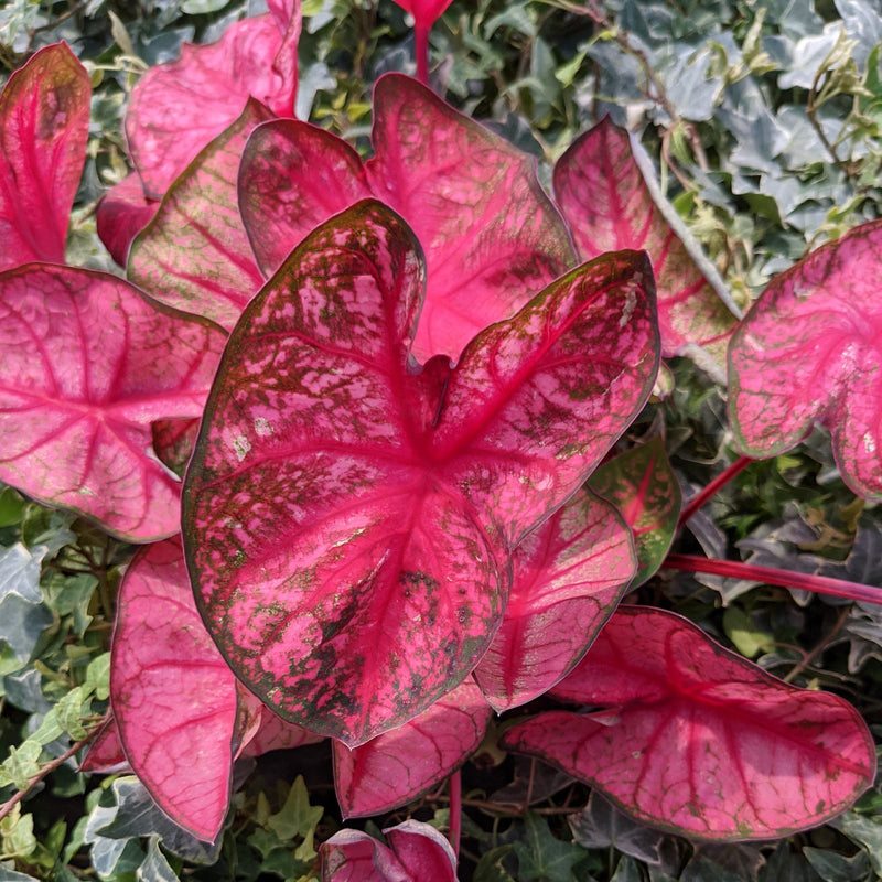 Caladium Party Punch - Red and Green Leaves