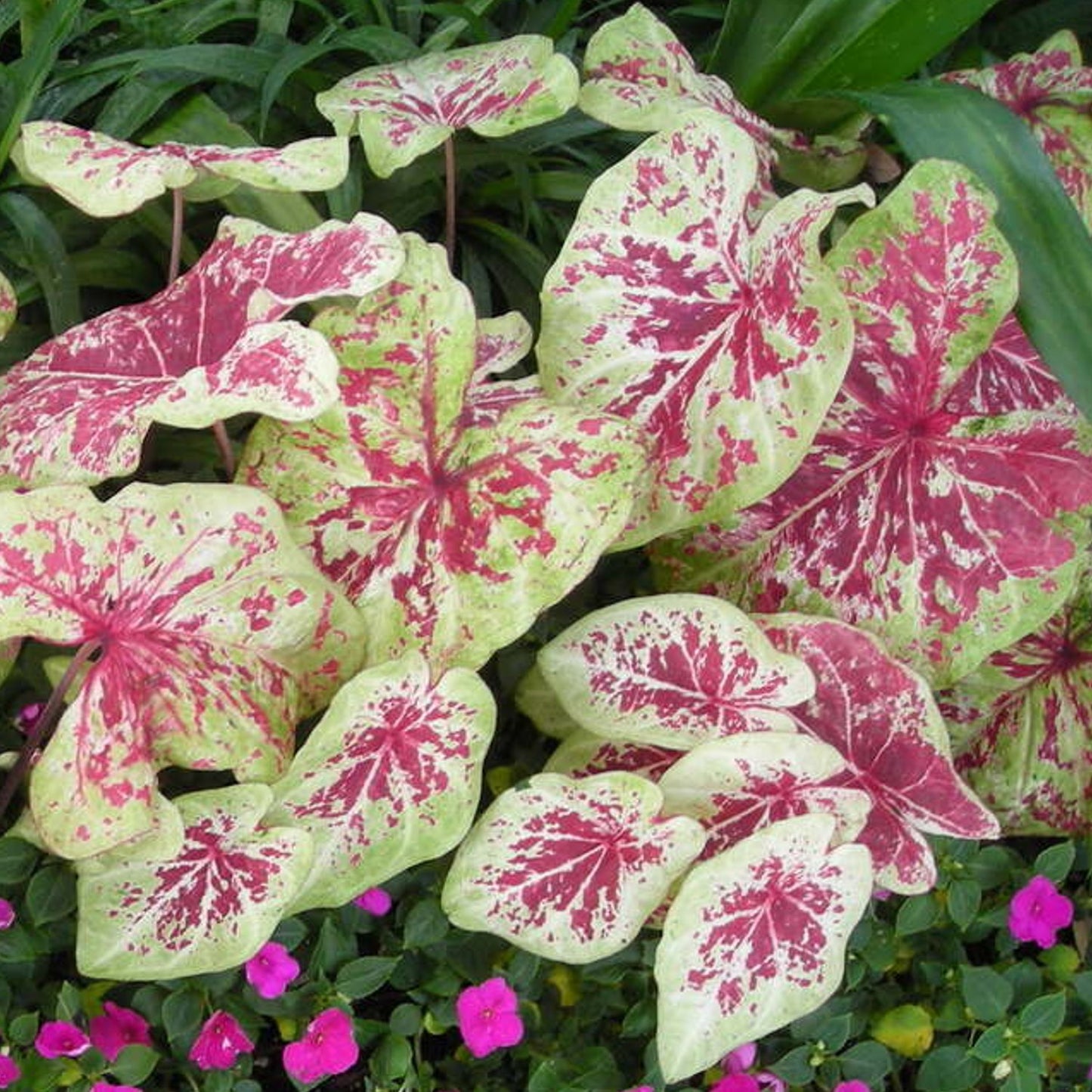 Caladium Raspberry Moon