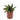 Calathea - Lancifolia Rattlesnake Houseplant