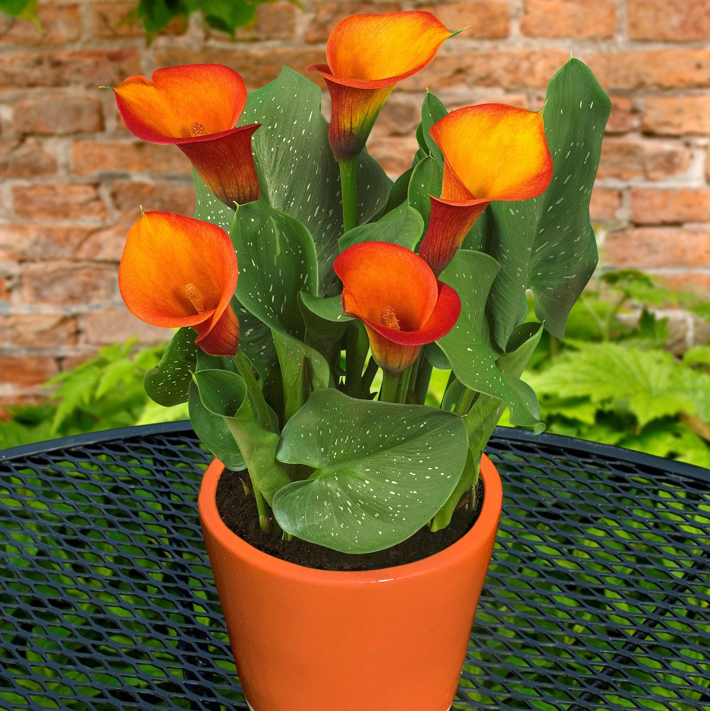 Orange and yellow calla lilies for sale