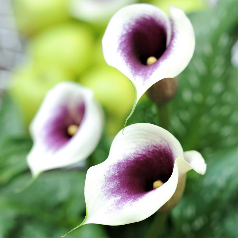 Purple and White Calla Lilies