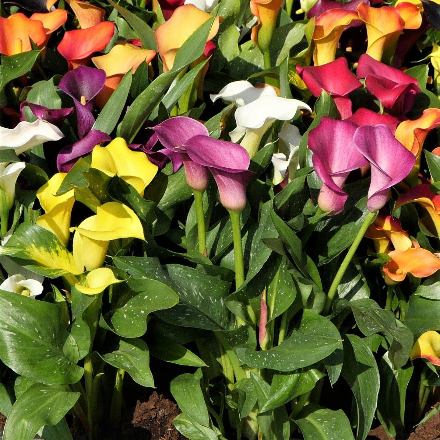 Multicolored calla plants