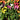 Multicolored calla plants