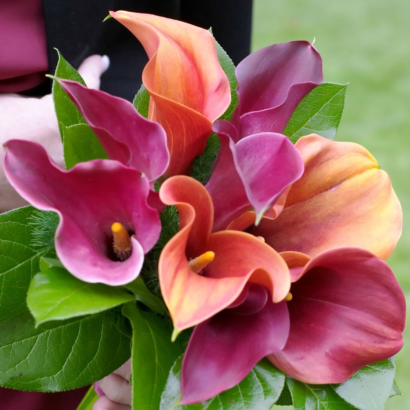 calla lily plant gift Calla