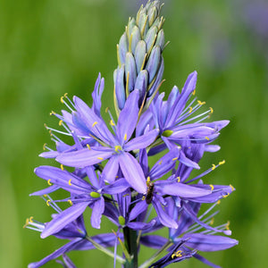 Camassia Quamash Blue Melody Flower