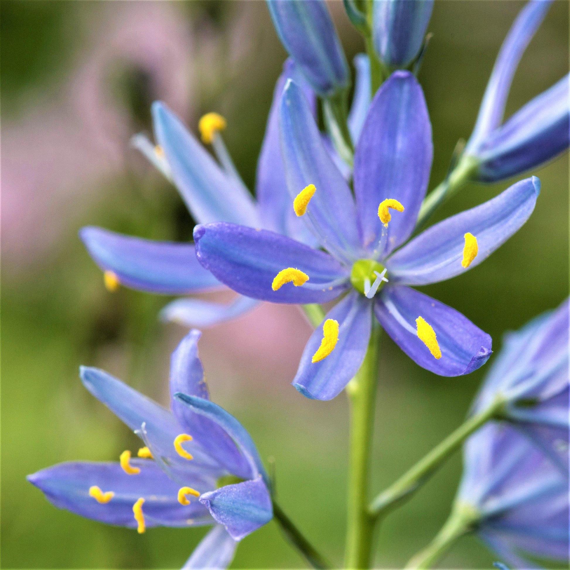 Camassia Leichtlinii Blue Heaven Flower